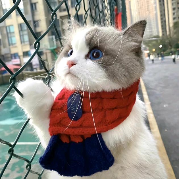 小白背心
