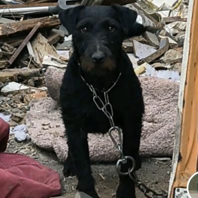 德国猎梗犬