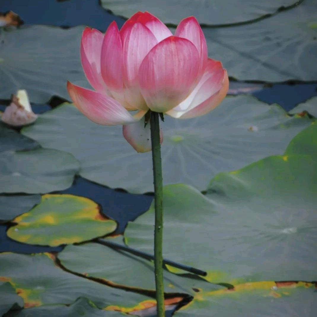 小李子