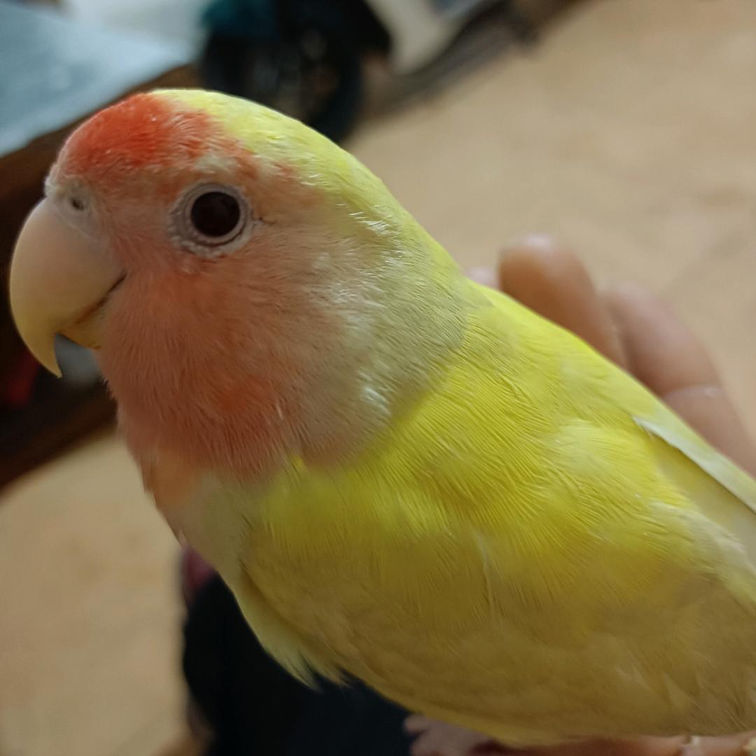 浮生若梦的点点是只鸟