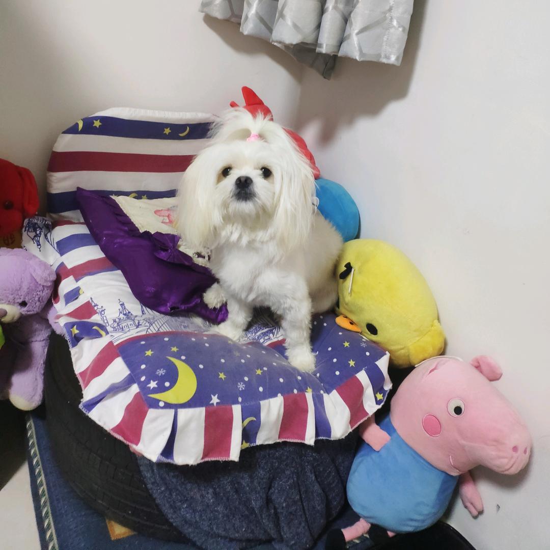 大话3梦鱼