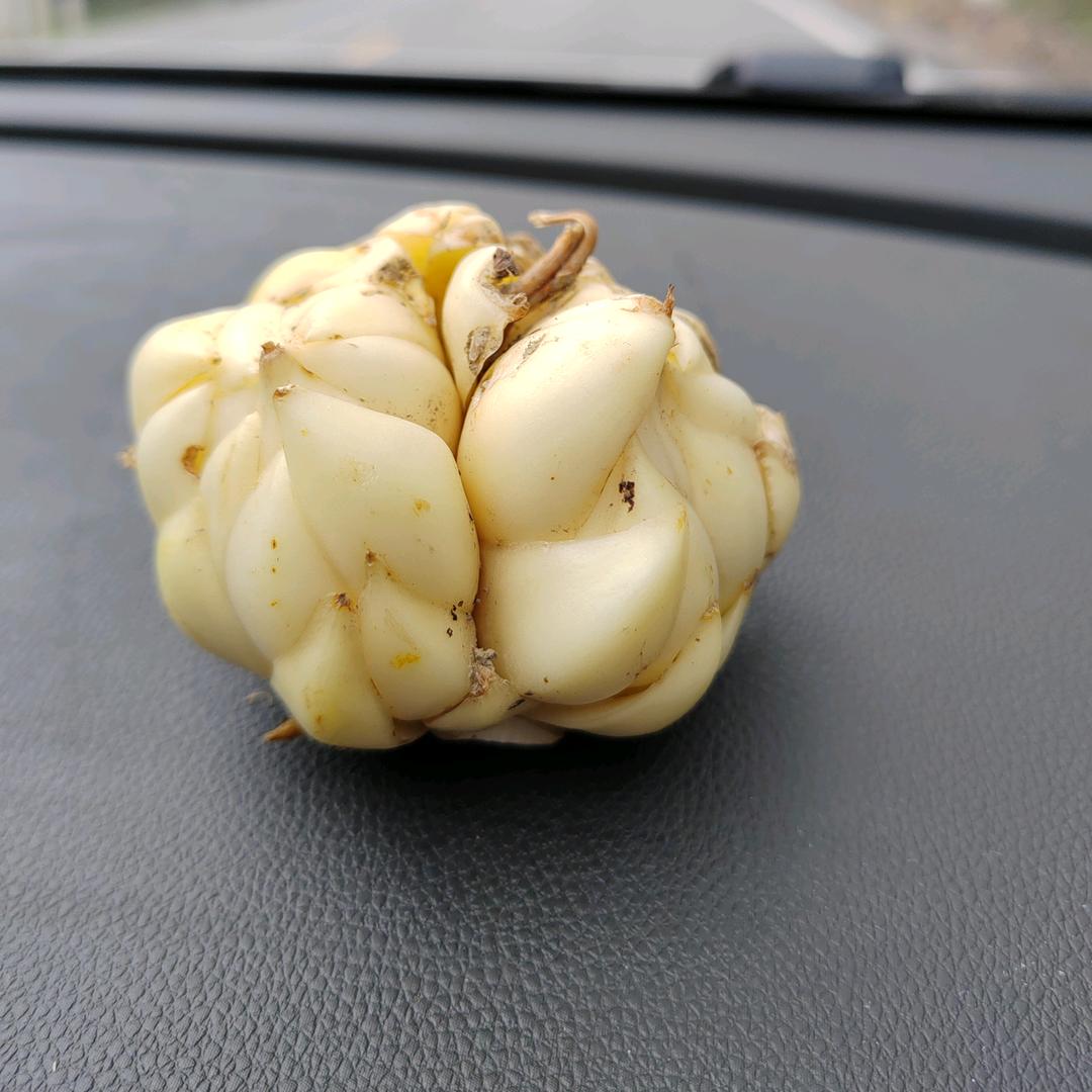 全国收购鲜百合