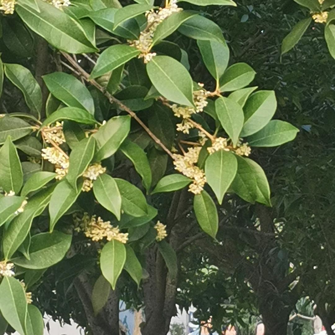 老高不迷糊