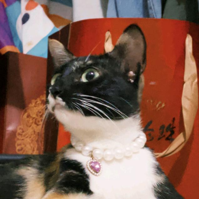 拿铁不是猫