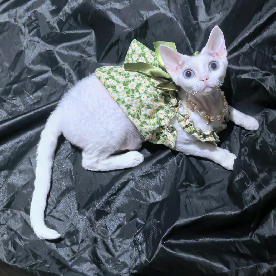 小吉和莓莓❤️