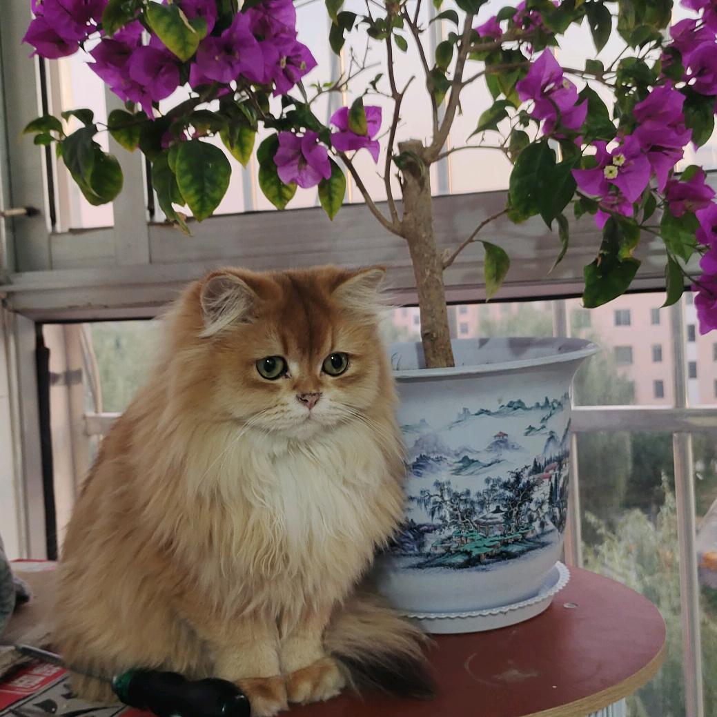 可可喵呜