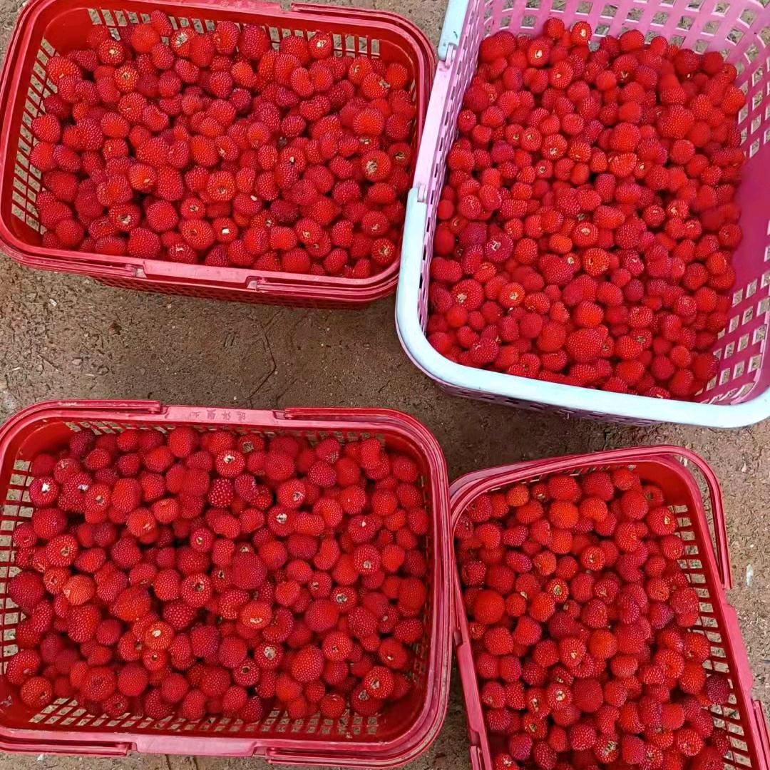 丽丽(｡･㉨･｡)ﾉ♡ 童