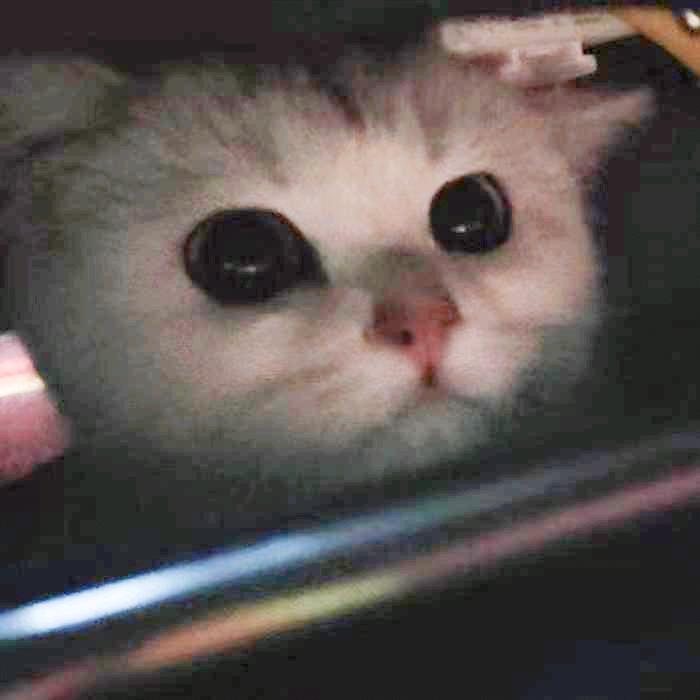 我不只是影子