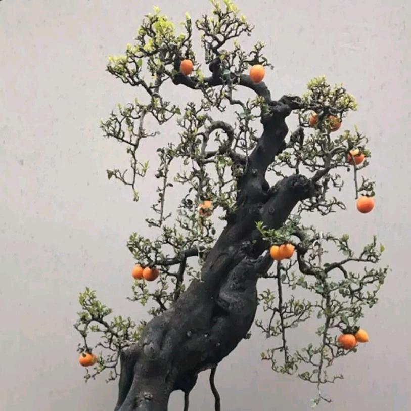 户外东山小五哥金弹子盆景