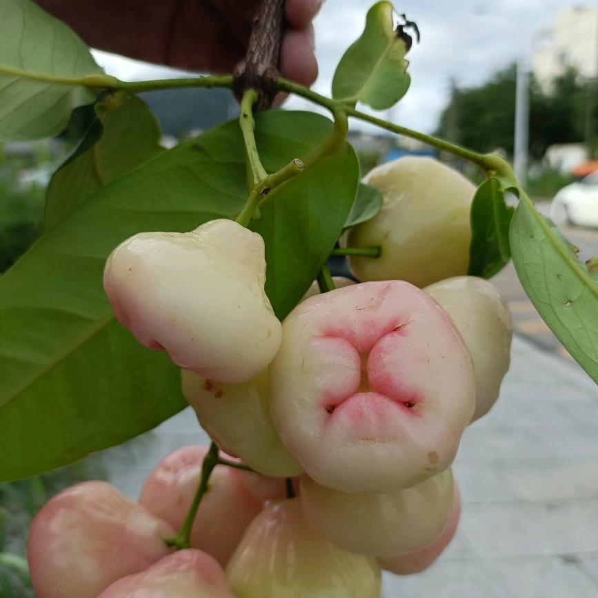 徐哥 望天平