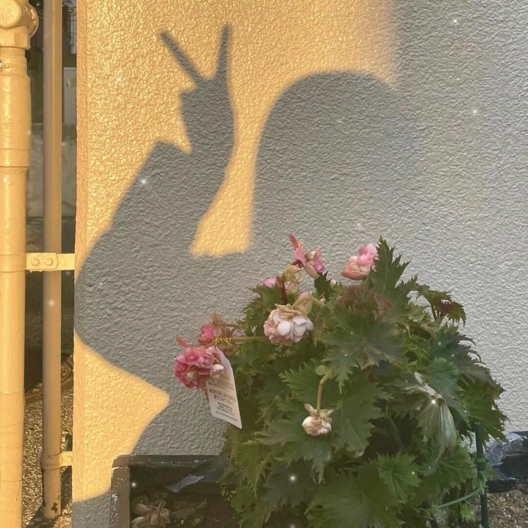 芝士葡萄去多肉🍇（装修中）