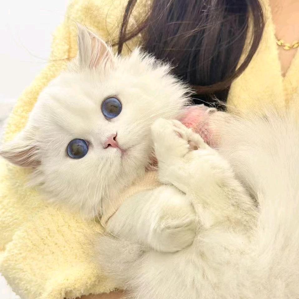 凯杰猫猫日记