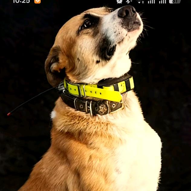 偷二娃子的～狼外婆