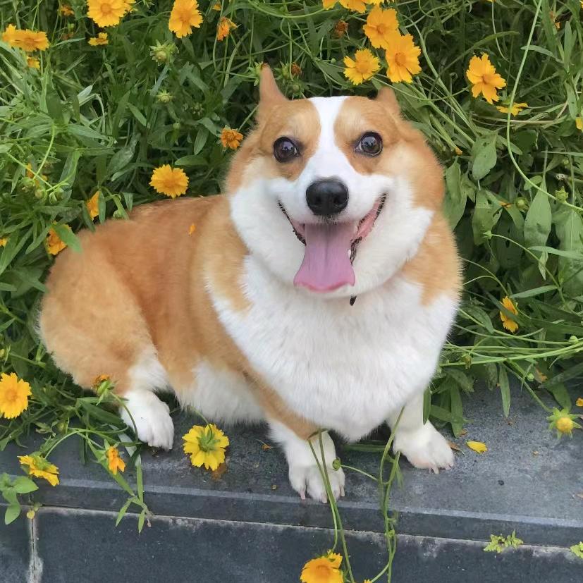 麦田里的守望者