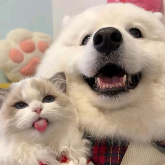 猫七姑娘胡同小巷