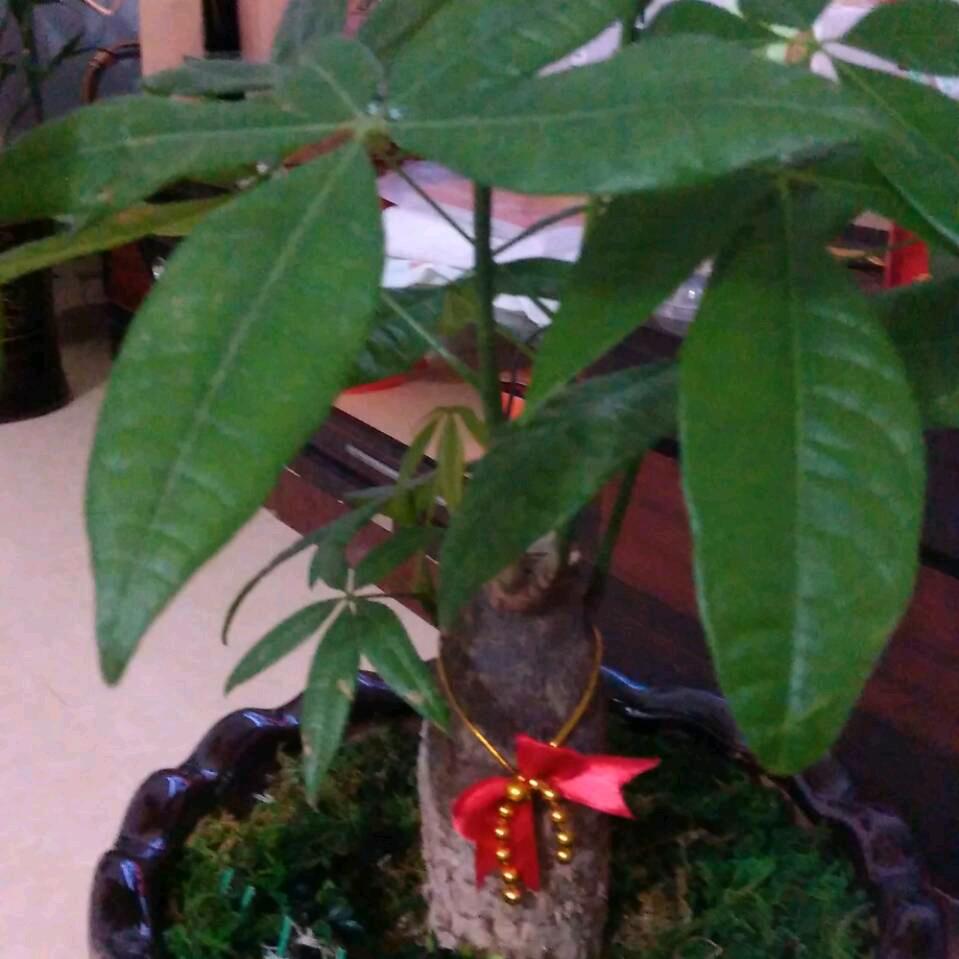张美。