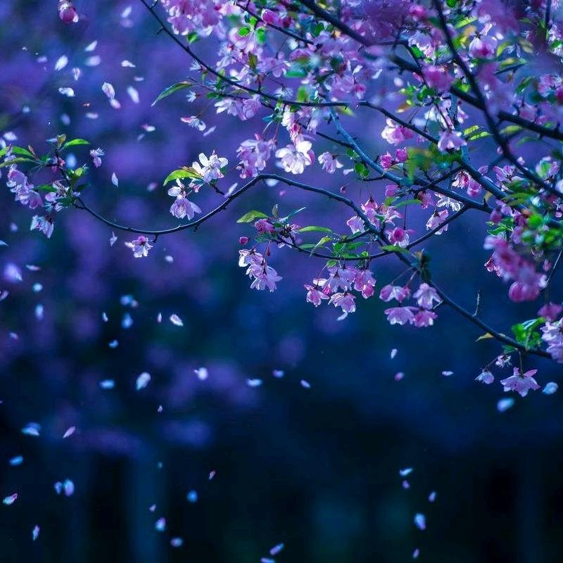 醉西湖