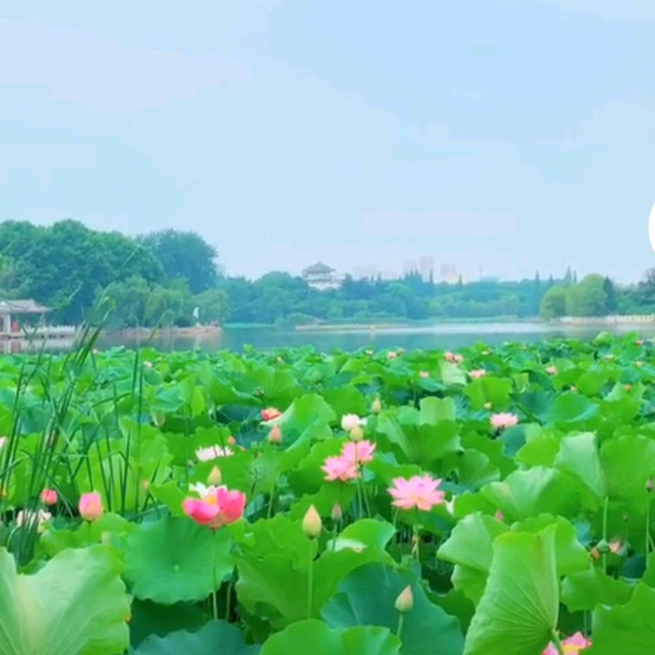 包道， 一路爱阳光🌹