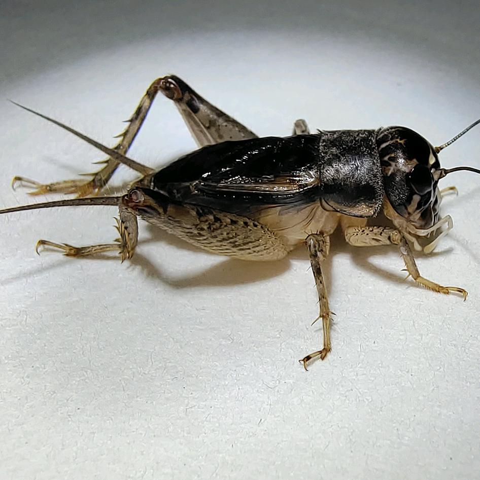 穆穆<潘庄蟋蟀交易市场>