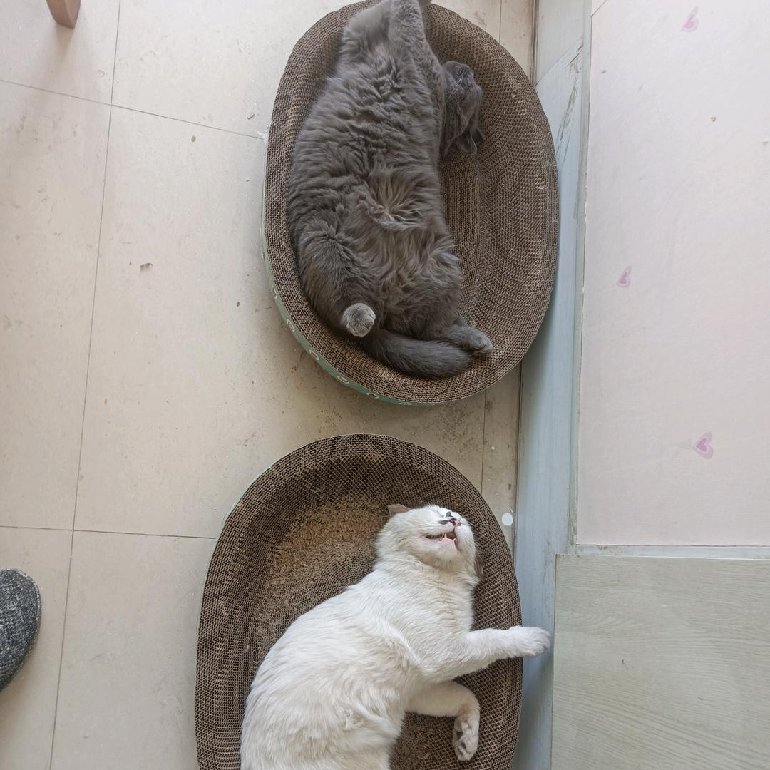 请关爱流浪猫名字叫猫姐