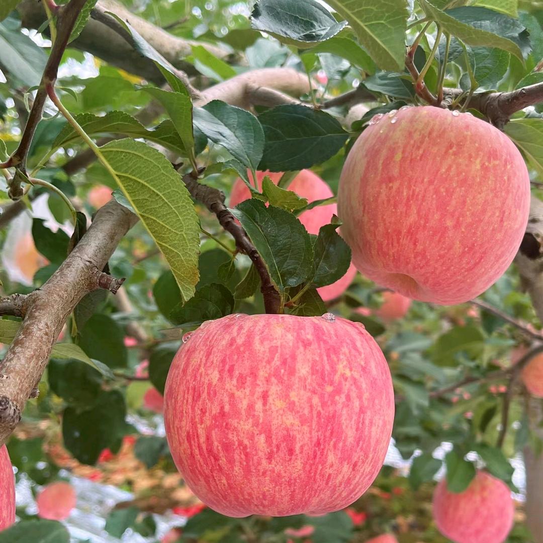 易慧果农绿色臻选