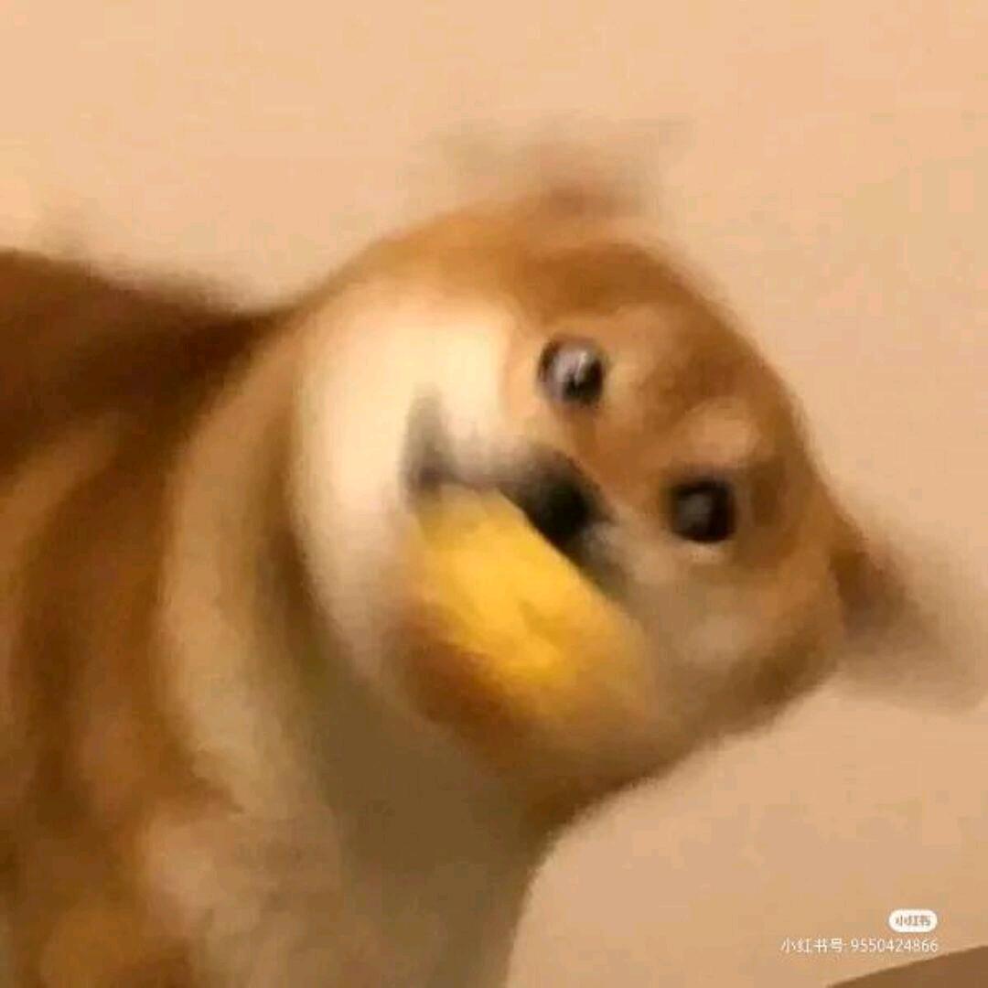 袁嘉豪
