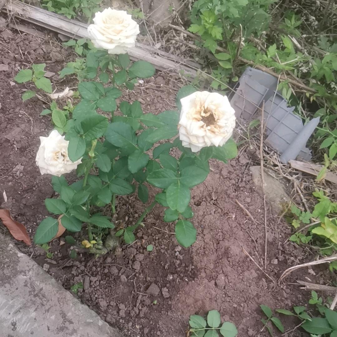 半颗糖🍬甜到伤