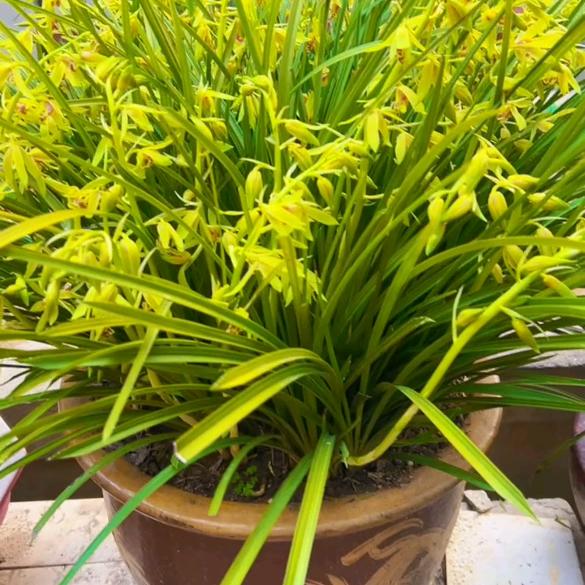 🌷惜🌼缘🌹