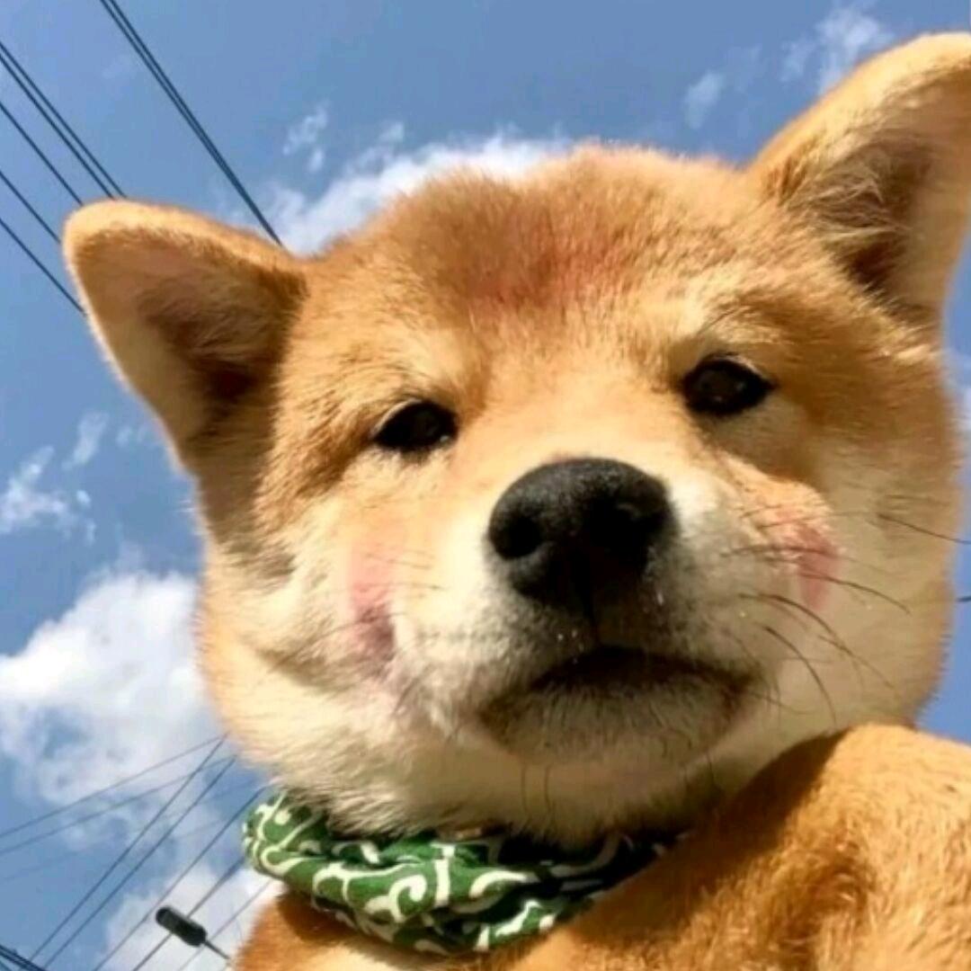 鹏