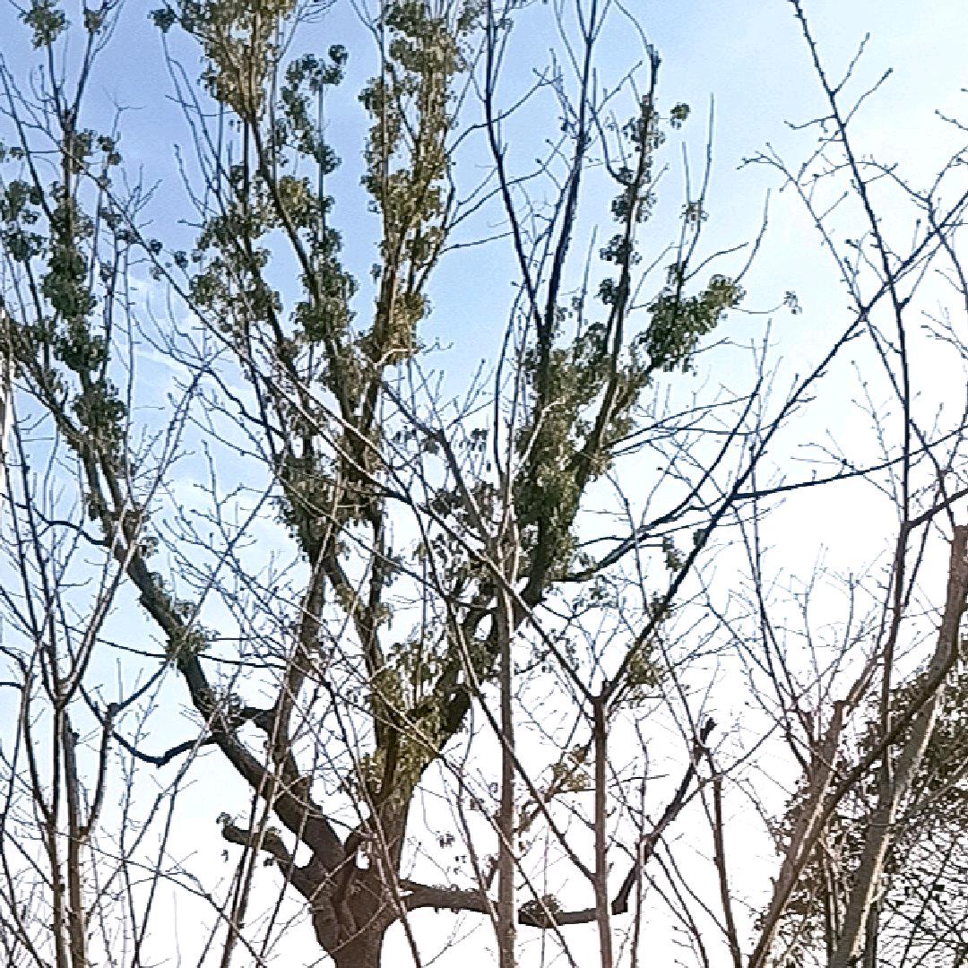 胡列巴