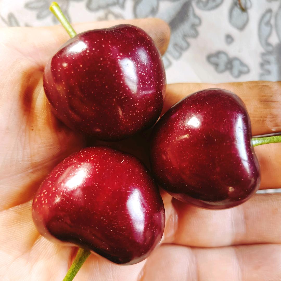 樱桃树下樱桃人