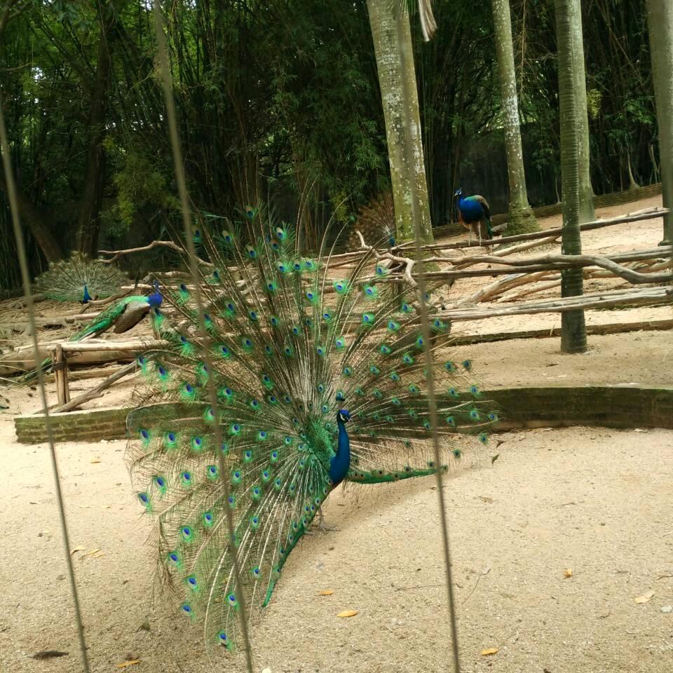 浙江庆元严帮才