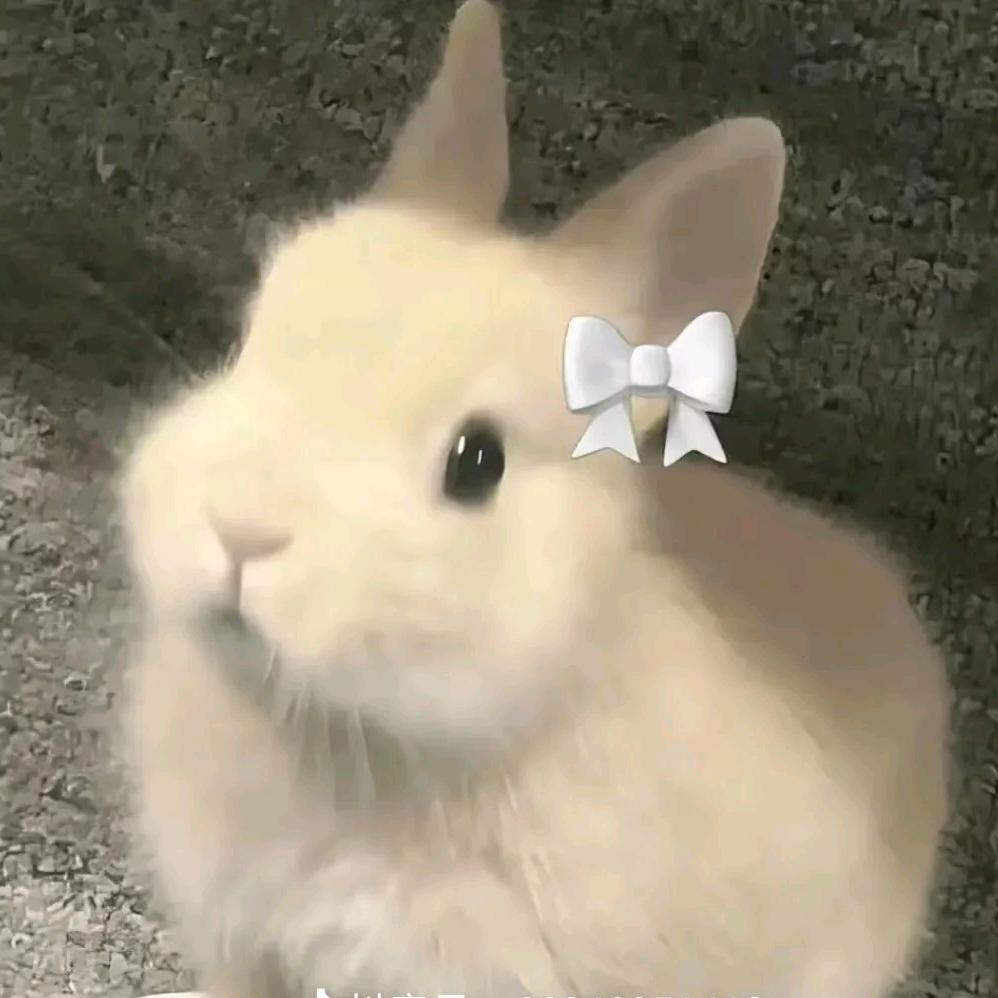 清瑾映荷