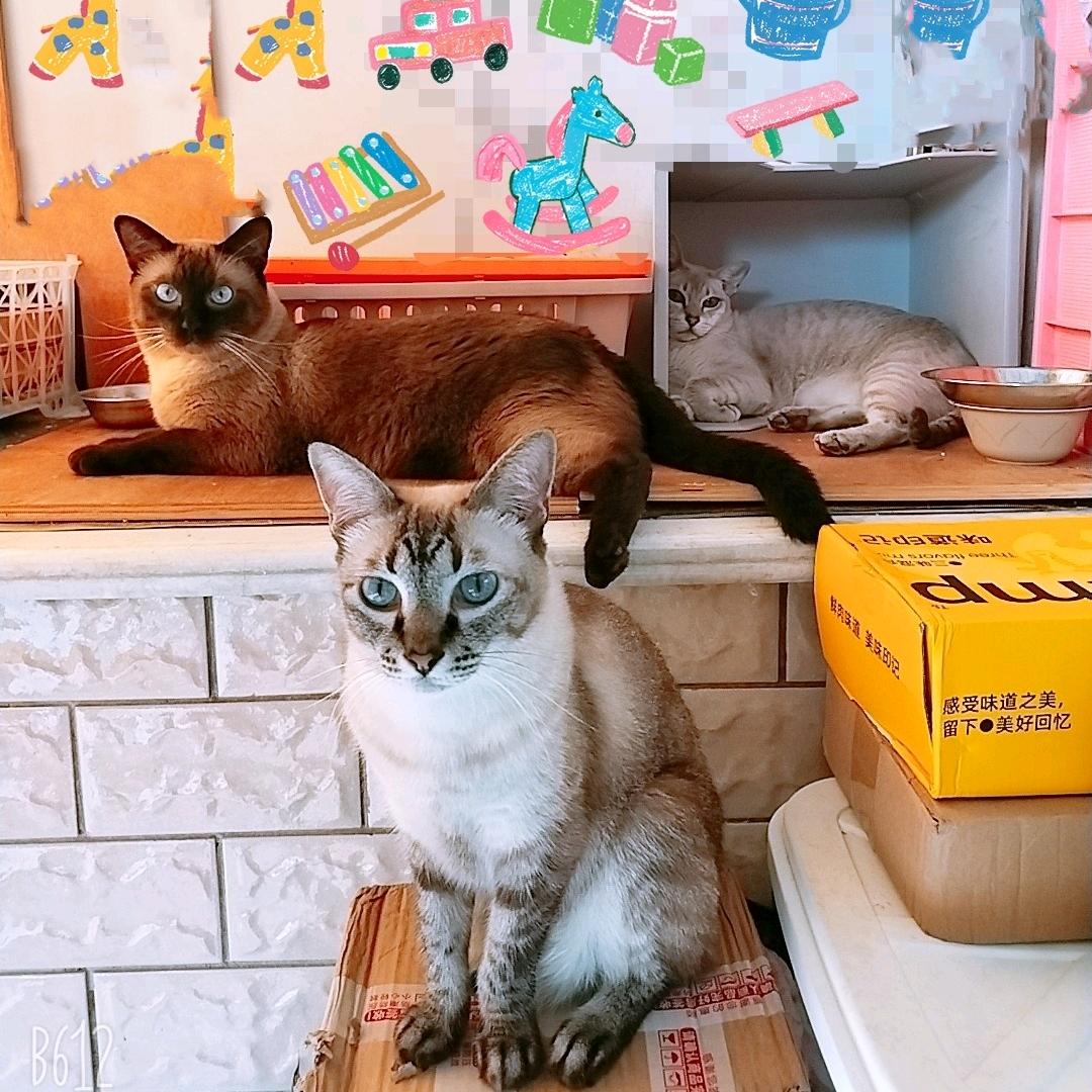 🍰辣辣🍀诺米🍭老大🥑都是粘人精