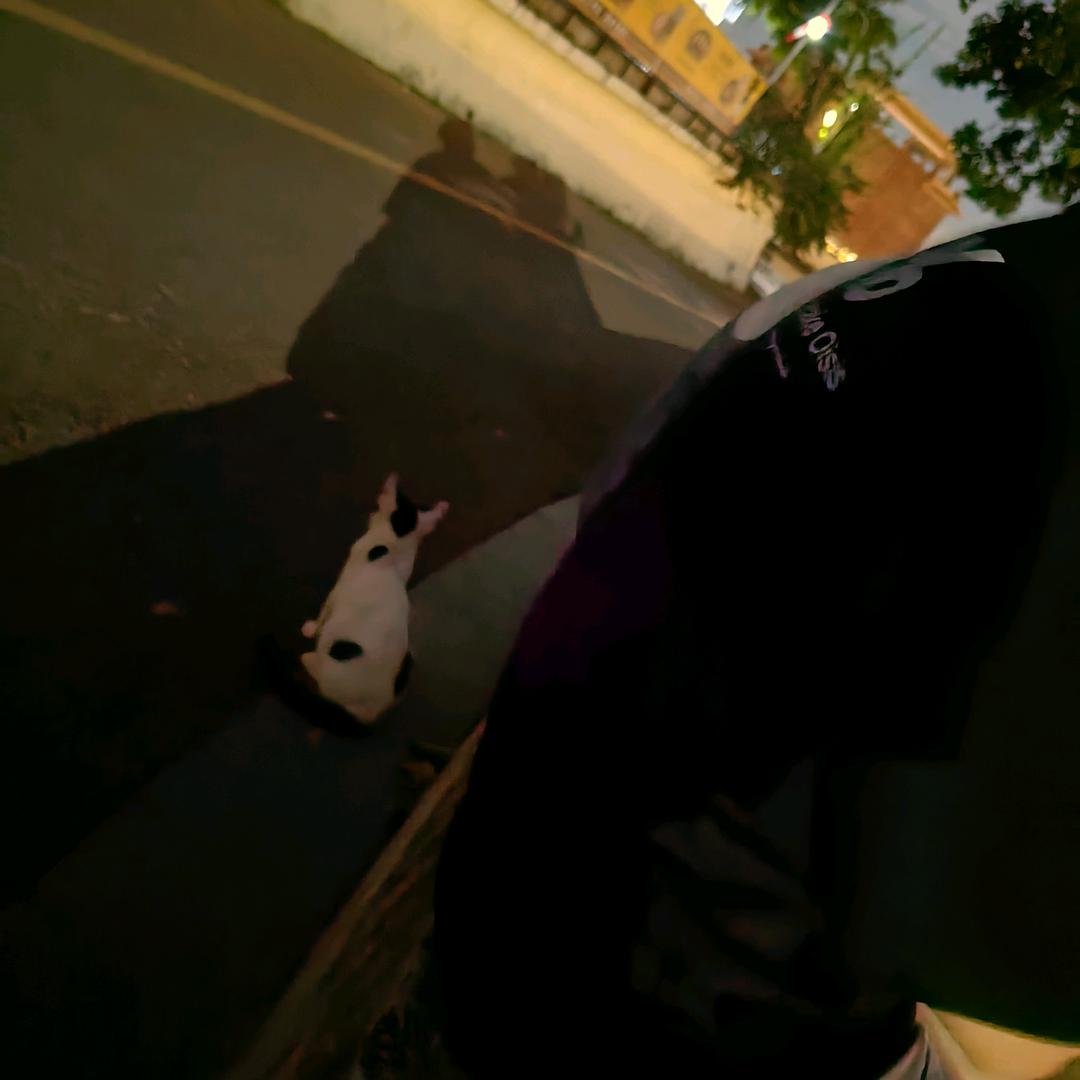 kimi