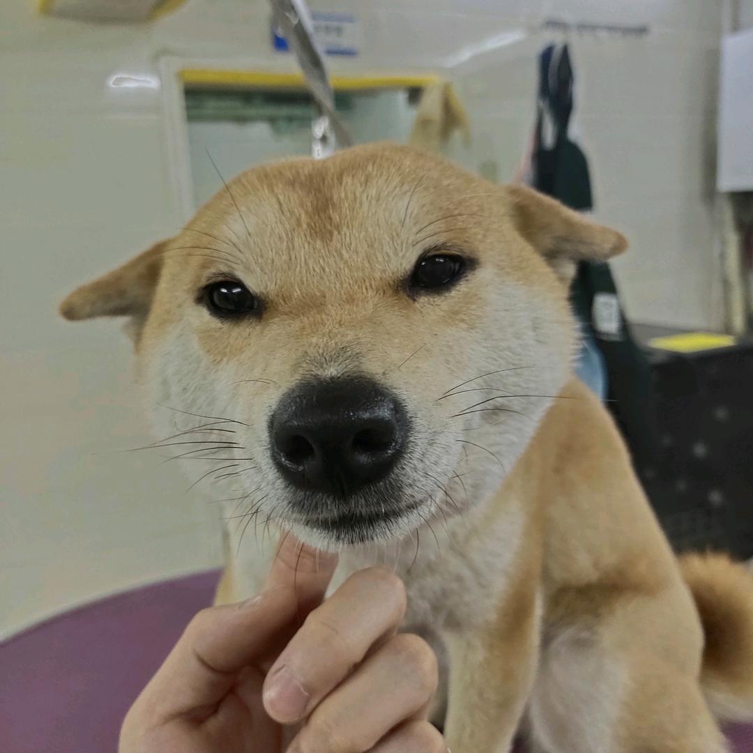 西安市高新区耶耶宠物生活馆（个体工商户）