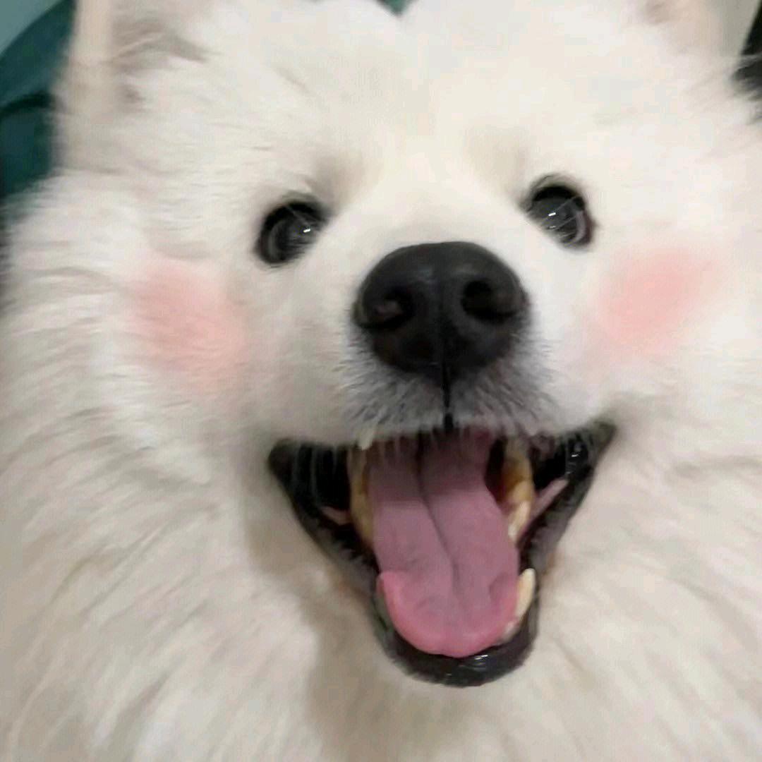 晶晶饿了