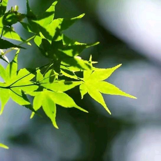 饭桶姐