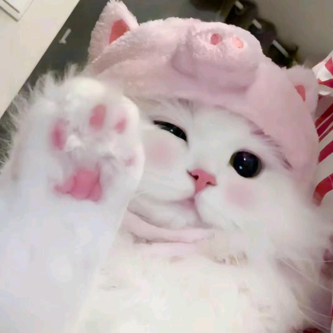 果泡小猫🐱🎀