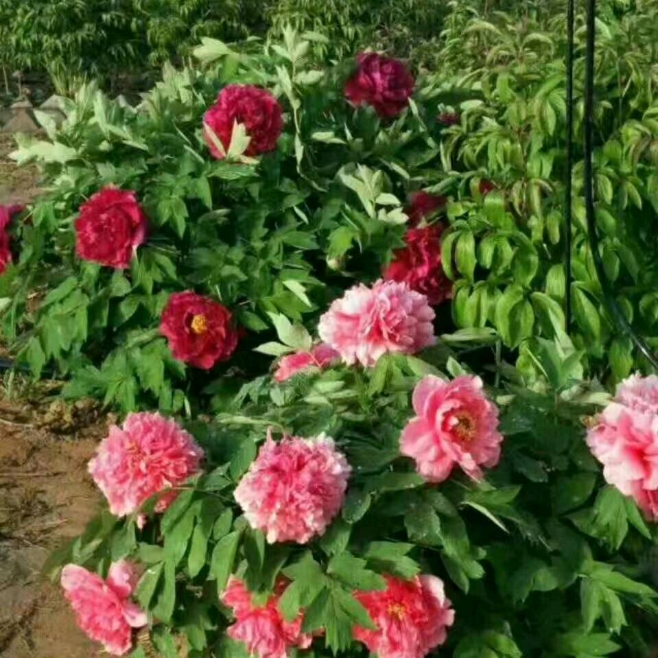 甜蜜蜜