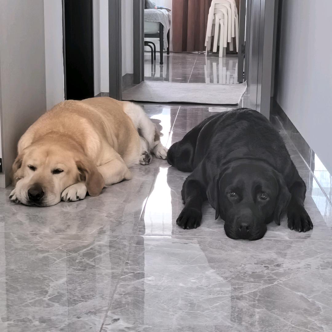 11 和 13 呀🐶🐶