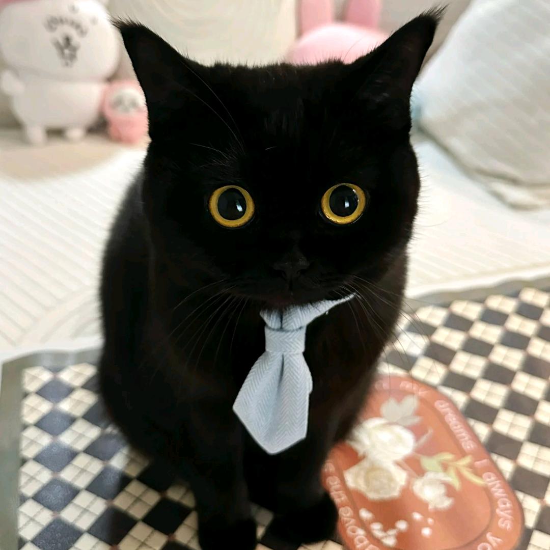 小粥叻不叻