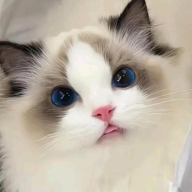 院长家的犟种猫