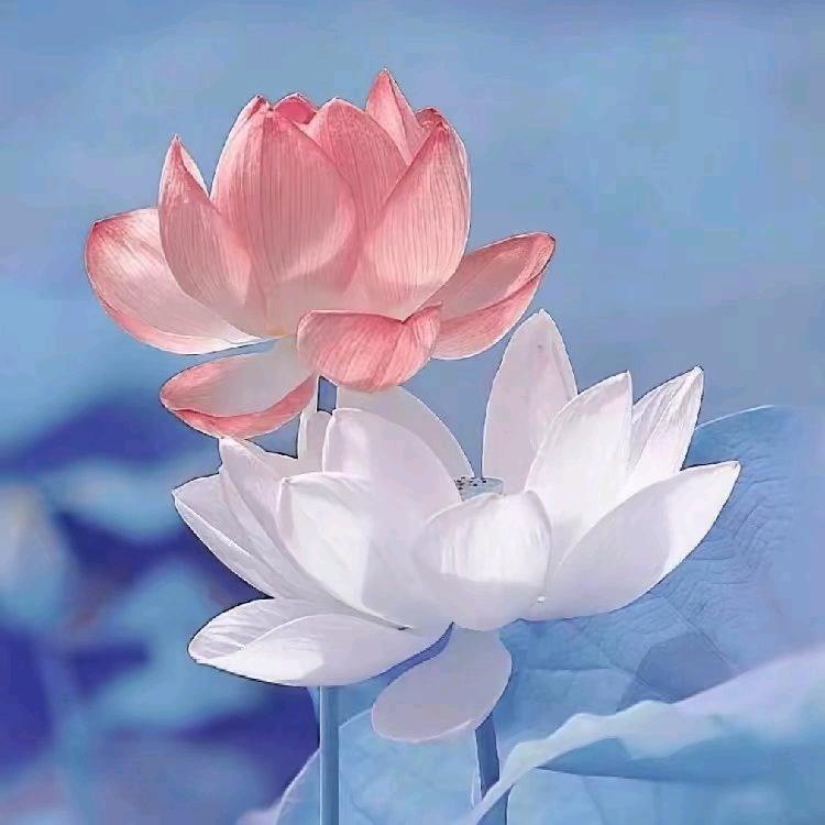 黄蓉