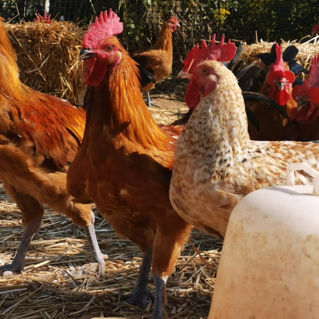 阿野散养土鸡