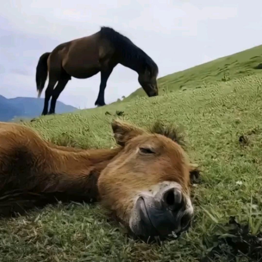 晚风撩人醉