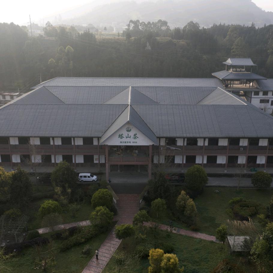 四川塔山茶
