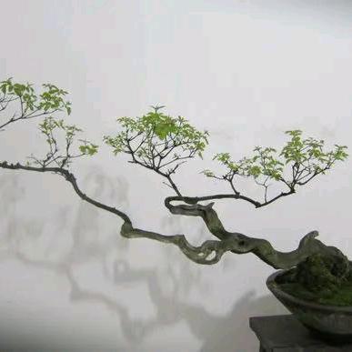 沂蒙黄荆