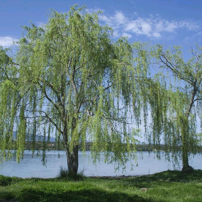 花开半夏凉城空