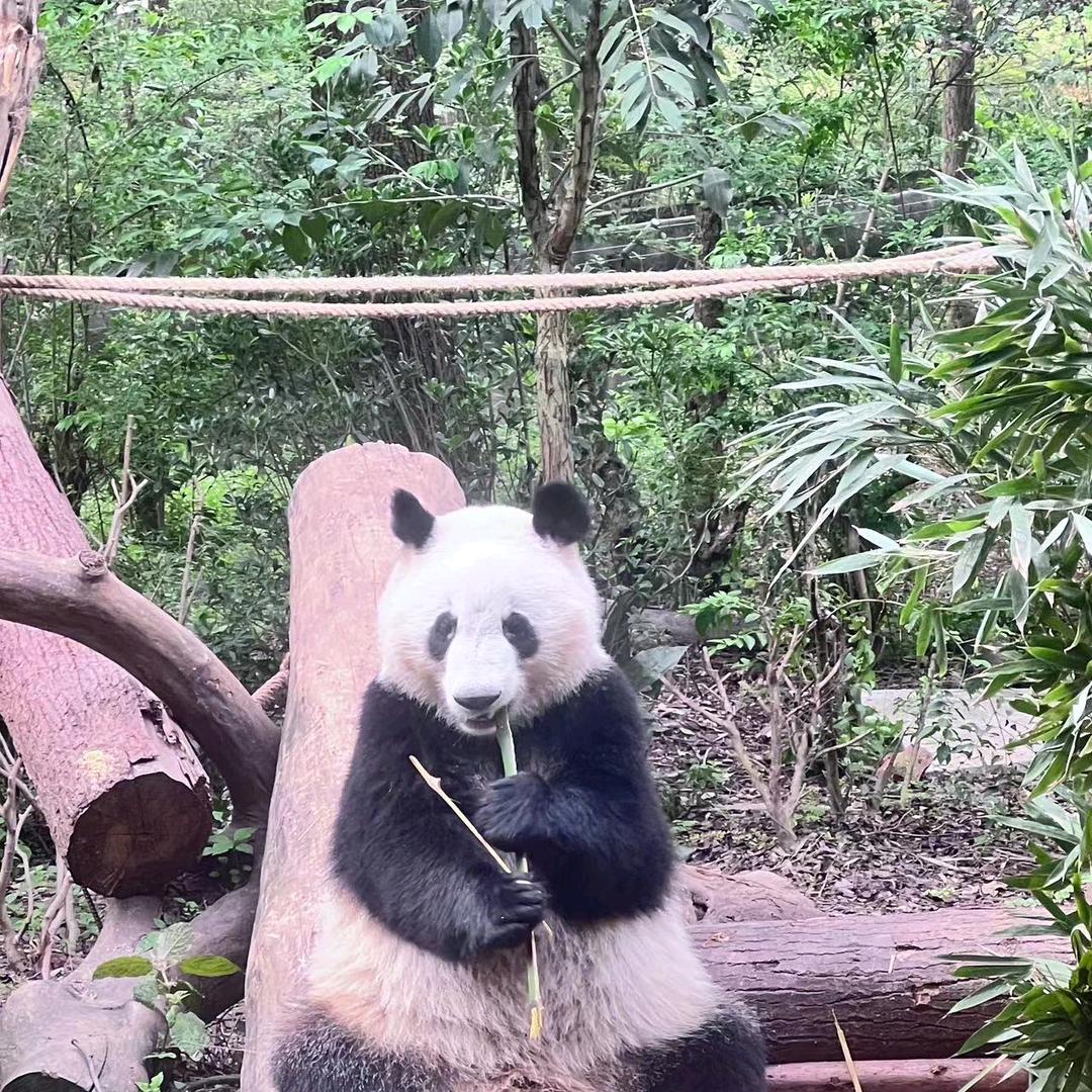 小丸子短剧